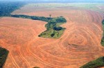 amazon_deforestation.jpg