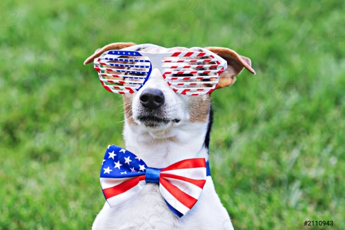 proud-dog-stars-stripes-sunglasses-2110943.jpg