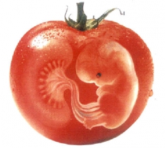 ogm-tomate.jpg