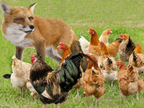 Le renard mis aux abois par les poulets 1.png