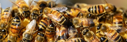 abeille-fleur-pollinisation-vegetal-animal-nature-miel-00-ban.jpg