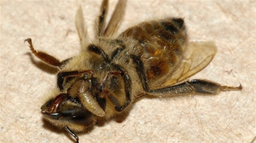 160816_wc4s7_abeille-parasite-morte_sn1250.jpg